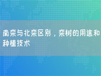 南欒與北欒區(qū)別，欒樹(shù)的用途和種植技術(shù) 