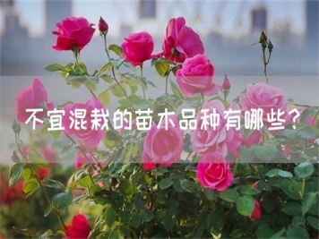不宜混栽的苗木品種有哪些？