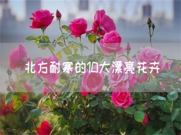 北方耐寒的10大漂亮花卉