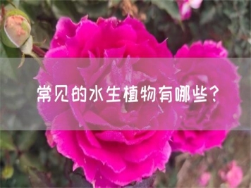 常見的水生植物有哪些？