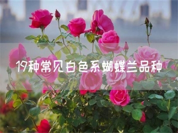 19種常見白色系蝴蝶蘭品種