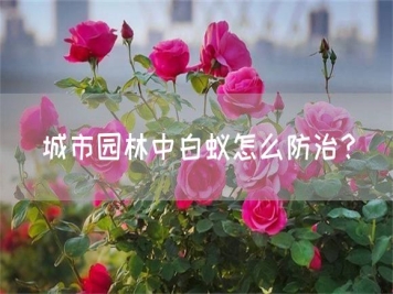 城市園林中白蟻怎么防治？