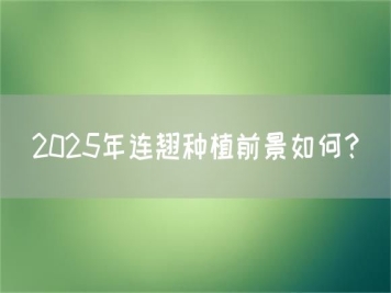 2025年連翹種植前景如何？