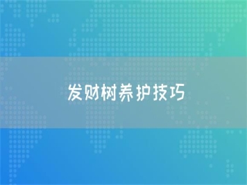 發(fā)財樹養(yǎng)護技巧