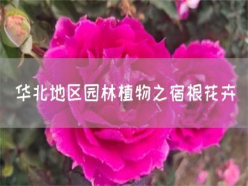 華北地區(qū)園林植物之宿根花卉