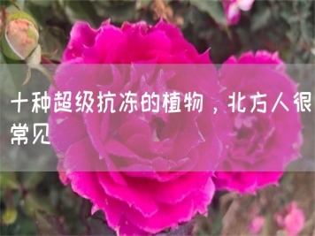 十種超級(jí)抗凍的植物，北方人很常見
