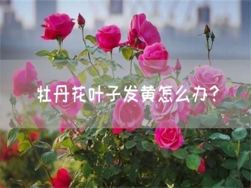 牡丹花葉子發(fā)黃怎么辦？