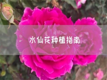 水仙花種植指南