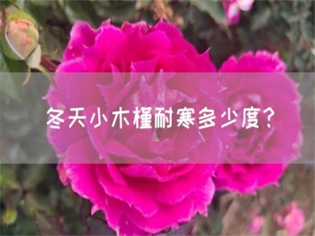 冬天小木槿耐寒多少度？