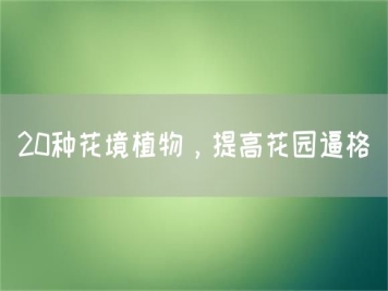 20種花境植物，提高花園逼格