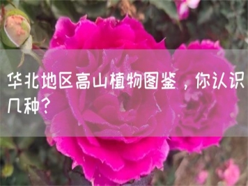 華北地區(qū)高山植物圖鑒，你認(rèn)識幾種？