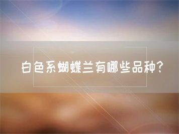 白色系蝴蝶蘭有哪些品種？
