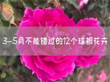 3-5月不能錯過的12個球根花卉