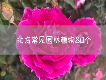 北方常見園林植物80個(gè)