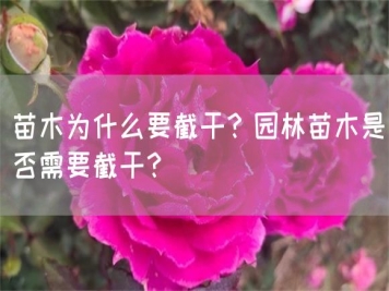 苗木為什么要截干？園林苗木是否需要截干？