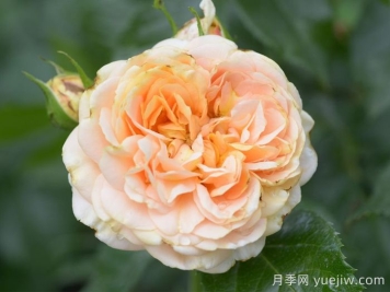月季推薦，杏子雪崩月季