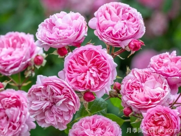玫瑰花，愛情與時光交織的絢爛詩篇
