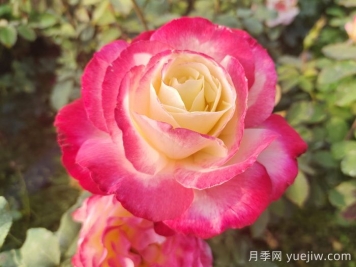 國外園丁最愛的月季調(diào)查，每一款都優(yōu)秀