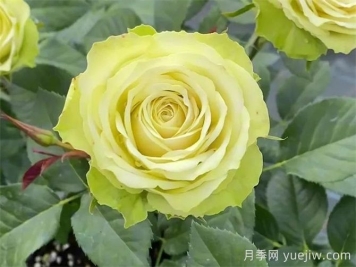 月季推薦，薄荷茶月季