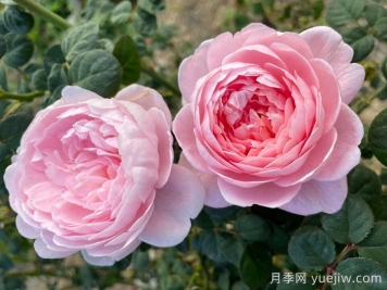 瑞典女王月季，集所有優(yōu)點于一身