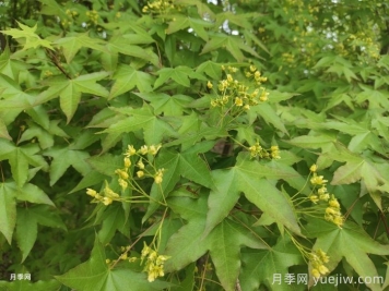 五角槭、茶條槭、梣葉槭、銀白槭、紅花槭的介紹