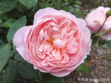 安妮克城堡月季，花姿優(yōu)雅，色彩迷人