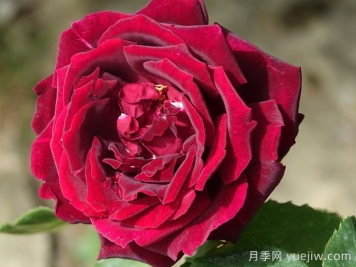 推薦21種濃香紅色月季品種，展示紅玫瑰的魅力