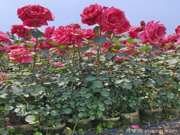 月季瘦弱徒長(zhǎng)沒分枝怎么辦？強(qiáng)壯枝條開花多的養(yǎng)護(hù)辦法