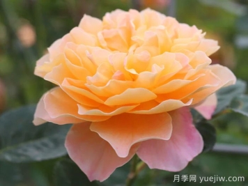 印象派月季推薦，夢幻的黃橙色優(yōu)秀爬藤月季