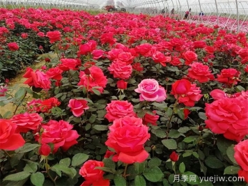 薔薇、玫瑰與月季的種植秘籍