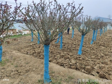 花園養(yǎng)花，秋冬過渡，越冬清理，春季準(zhǔn)備