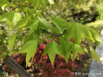如何分辨三角楓、五角楓、元寶楓、雞爪槭，有圖片