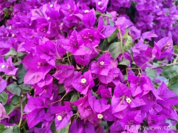 葉子花和三角梅的區(qū)別，葉子花和三角梅可以分清嗎？