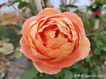 夏洛特夫人月季有什么缺點？