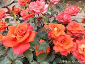 月季真的是藥罐子嗎？如何不噴藥養(yǎng)好月季？