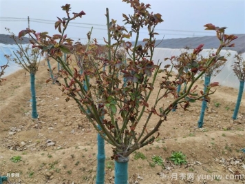 春天月季發(fā)芽期的管理辦法，注意給肥和抹芽