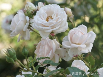 瑪婷吉洛月季介紹，適應(yīng)性強(qiáng)，香味宜人