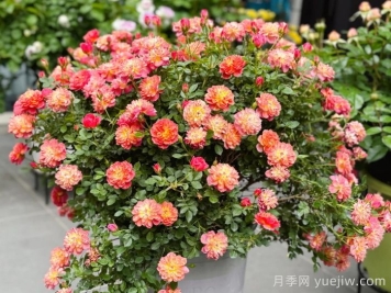 躲躲藏藏月季，多色微月盆栽，小巧可愛易爆盆