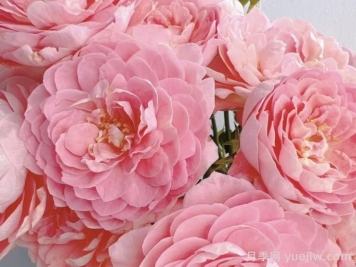 蜜桃果汁陽臺月季介紹