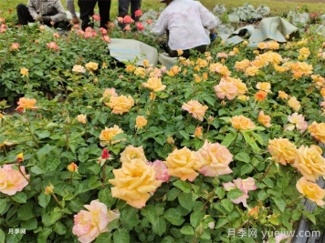 月季小苗的緩苗辦法？提高移栽成活率