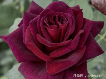 切花暗香月季，濃香版黑巴克