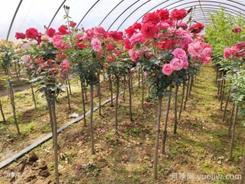 為什么買回家的月季沒多久就死了？該如何買苗？