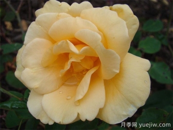 希林頓夫人月季，百年經(jīng)典灌木月季