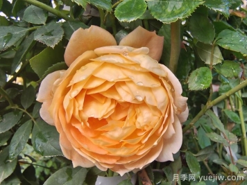藤本夏洛特夫人月季的優(yōu)點和養(yǎng)護(hù)辦法