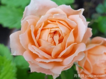 甜夢(mèng)月季/甜蜜之夢(mèng)