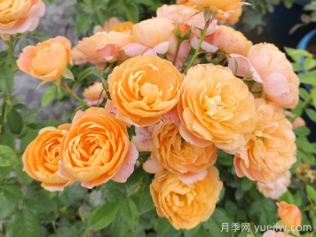 微型月季一年四季花開不斷，微型月季栽培手冊