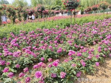 12種常見花境類型，你喜歡哪一種？