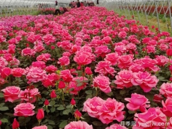 庭院花園春季養(yǎng)護(hù)方案