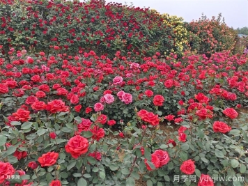 8個(gè)花園種植入門(mén)技巧，送給設(shè)計(jì)師與愛(ài)好者
