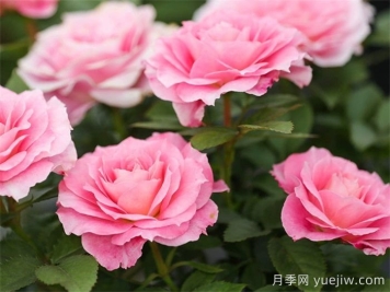 推薦6種月季花就為庭院花園打造